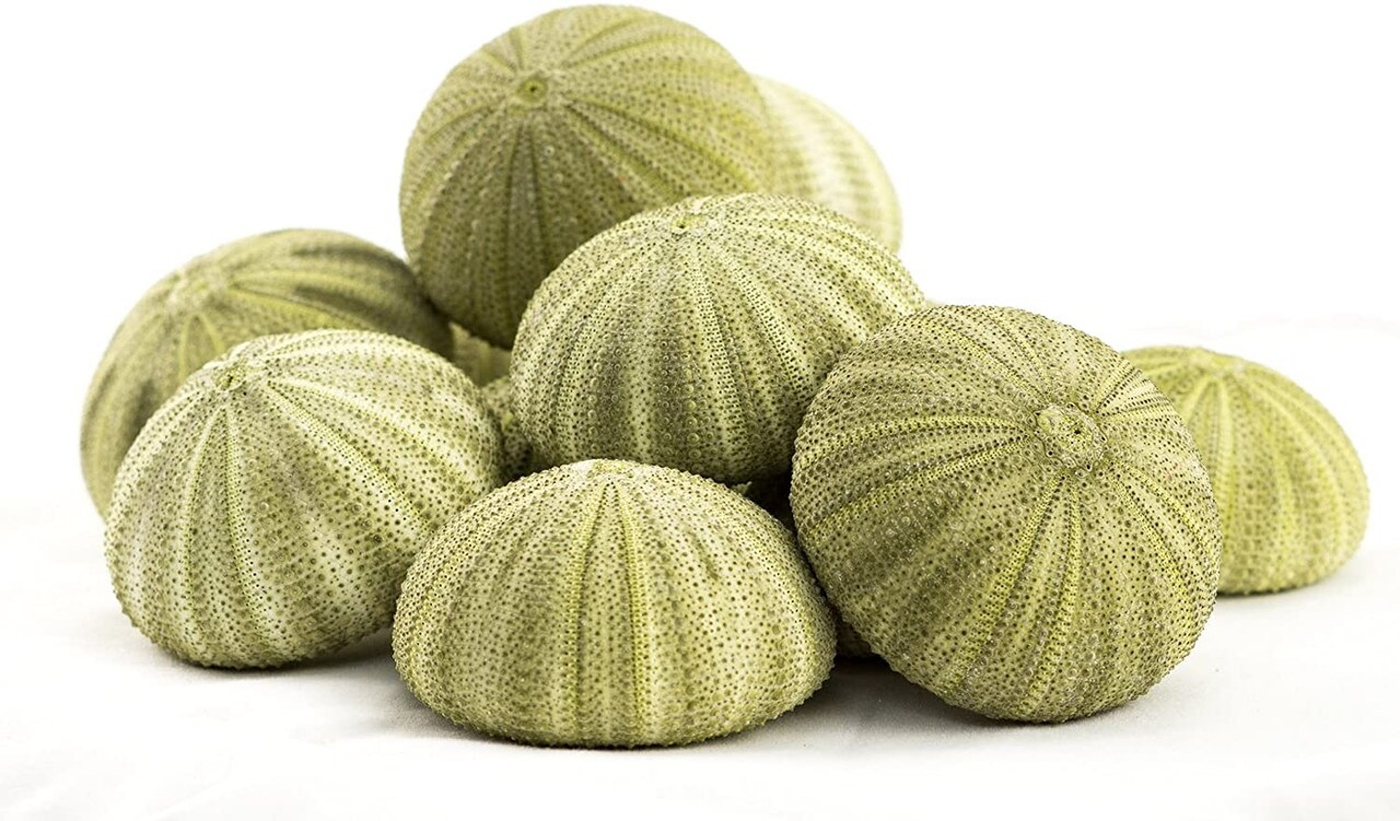 Sea Urchin 12 Green Sea Urchin Shell 1.5"-2.5" for Crafts and Decor